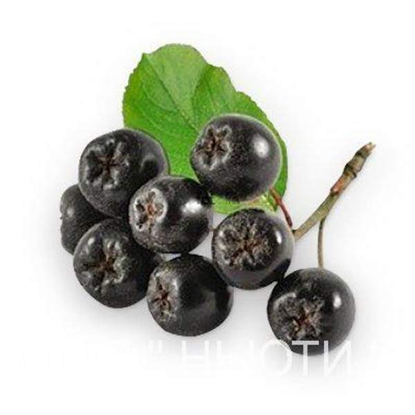 Рябина черноплодная сублимированная порошок