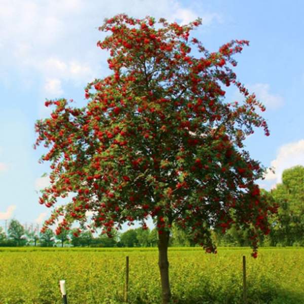 Рябина обыкновенная