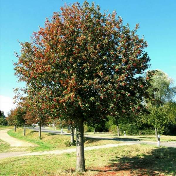 Рябина шведская