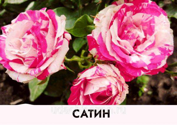 Саженец розы Сатин