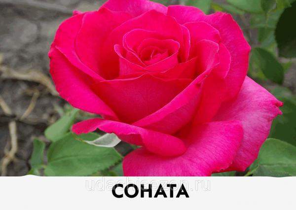 Саженец розы Соната