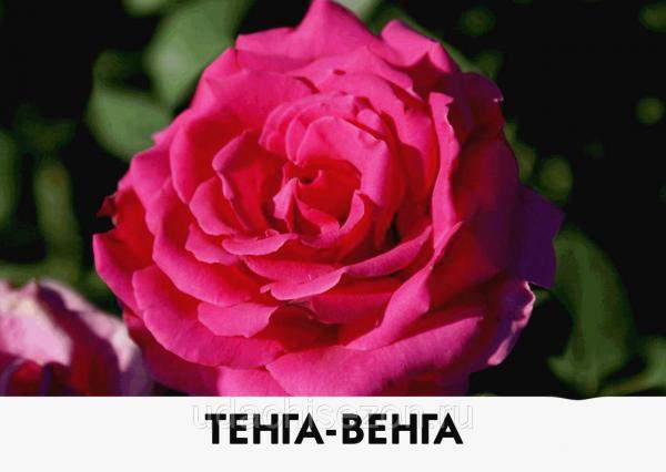 Саженец розы Тенга Венга