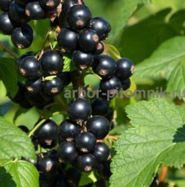 Саженцы смородины ЗКС, в горшках и в коме земли, с плодами из питомника