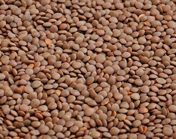 Семена чечевицы красной Рубиновая