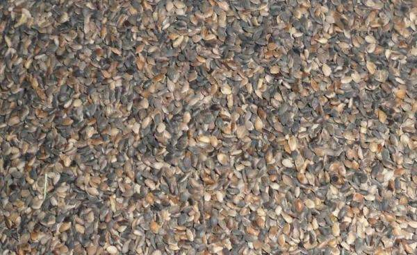 Семена ели обыкновенной