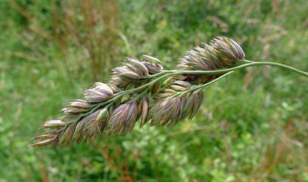 Семена ежи сборной "ВИК 61" (РС4)