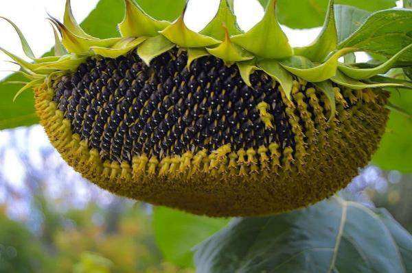 Семена гибридов подсолнечника Сингента купить