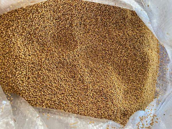 Семена горчицы Люкс, РСт