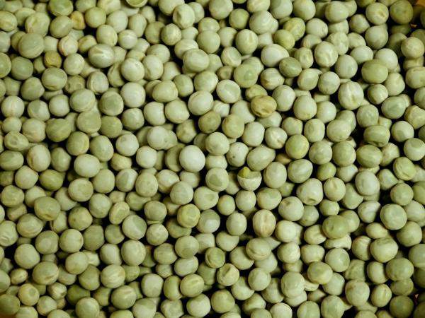 Семена гороха Тренди, Тoft Plant Breeding