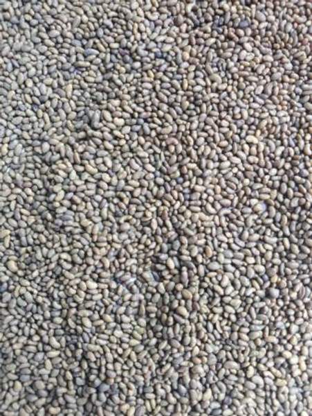 Семена Люцерна Манычская, РС1