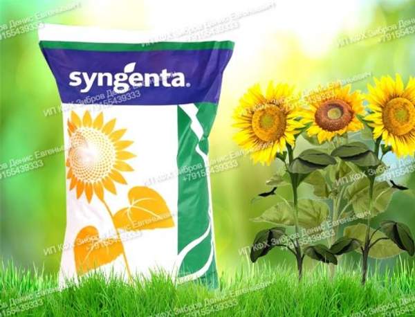 Семена подсолнечника гибрид экспресс Суматра Syngenta