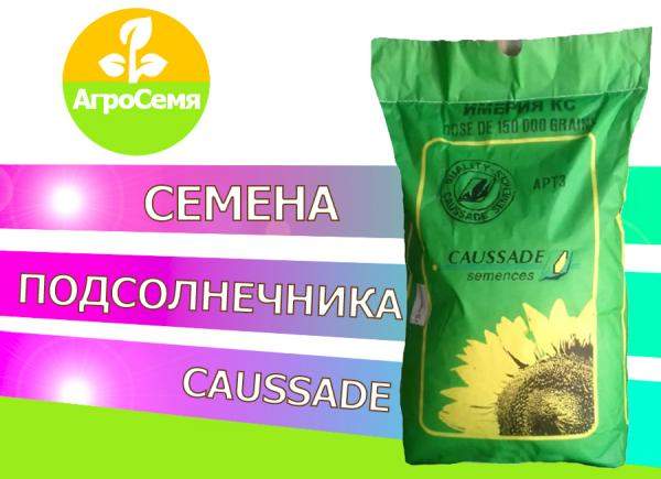 Семена подсолнечника коралия кс (Евролайтинг)