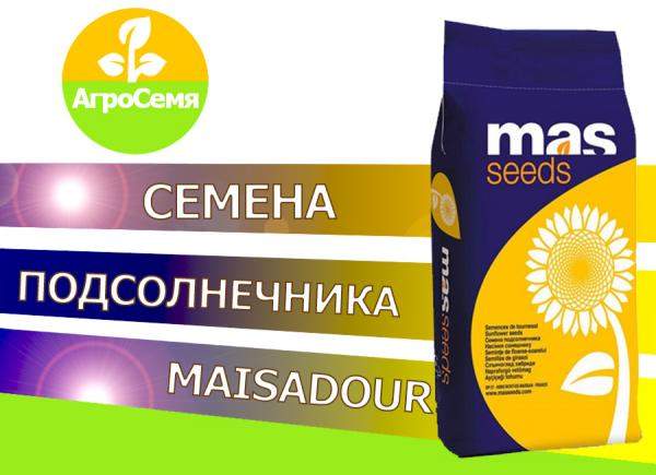 Семена подсолнечника мас 84 Е