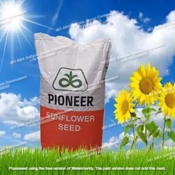 Семена подсолнечника П63ЛЛ40 (Пионер, Pioneer)