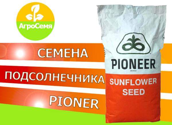 Семена подсолнечника Pioneer пр64Ф50