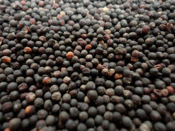 Семена рапса Лексус, RAPOOL