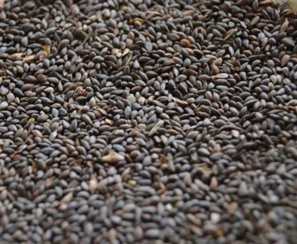 Семена сосны обыкновенной