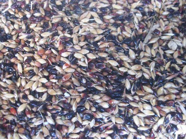 Семена суданской травы Черноморка, рс2