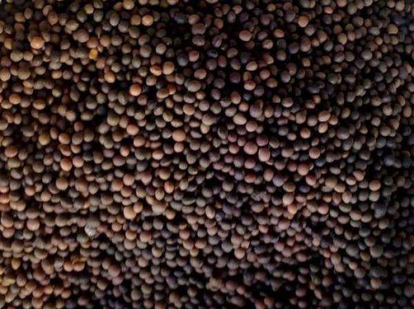 Семена вики яровой "Обская 16" (СЭ)