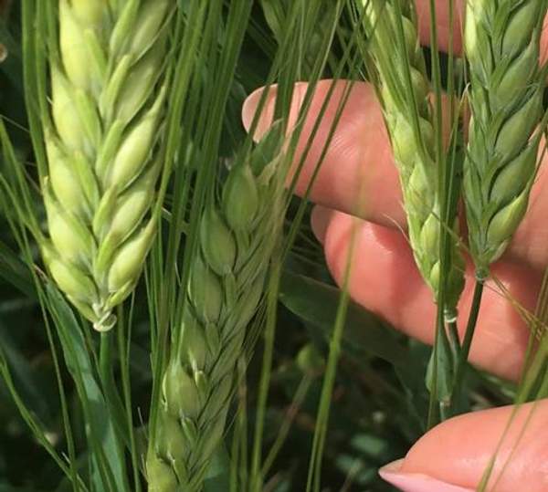 Семена ячменя ярового купить