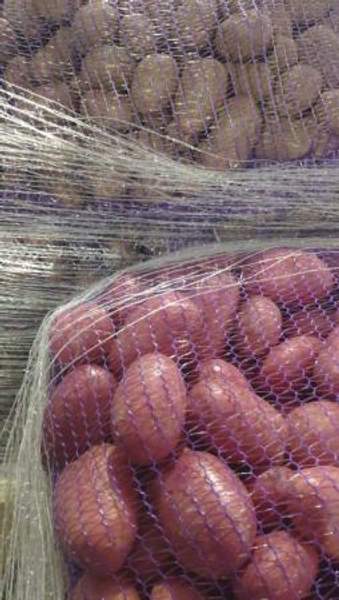 Семенной картофель, красные и белые сорта.