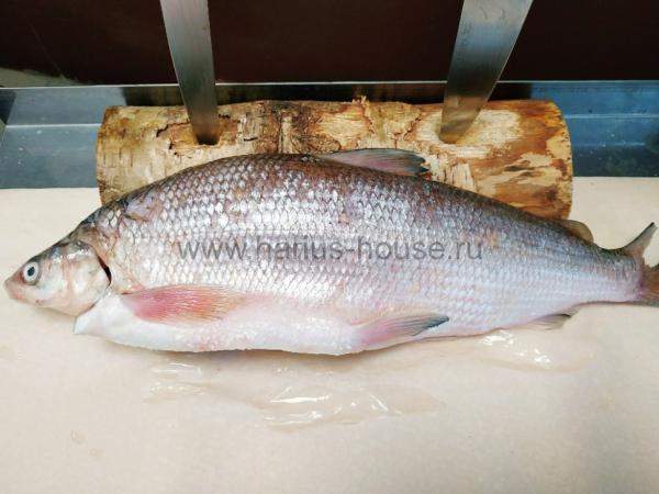 Сиг свежемороженый потрошеный (Енисей) ~ 1,5 кг.