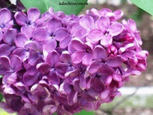 Сирень "АНДЕНКЕН АН ЛЮДВИГ ШПЕТ"