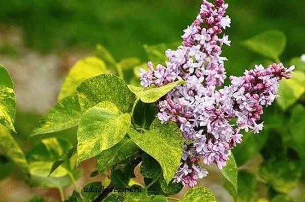 Сирень "АУКУБАФОЛИЯ (Aucubaefolia)"