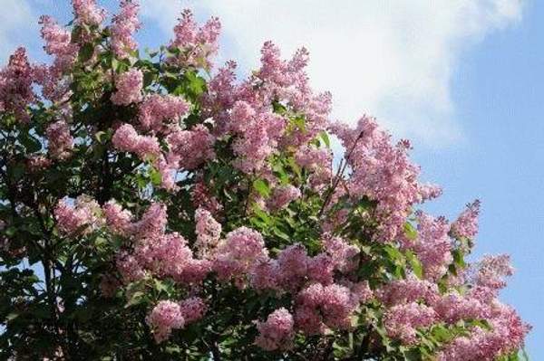 Сирень "БЮФФОН (Buffon) "