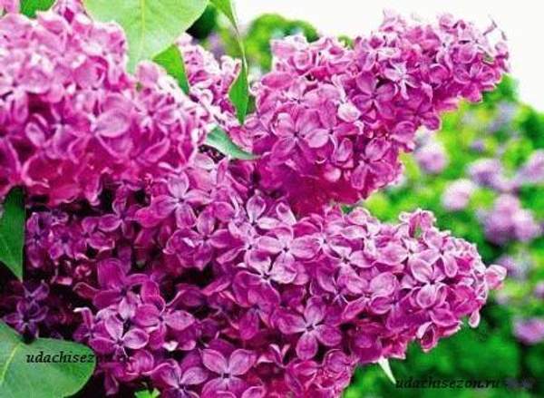 Сирень "ИНДИЯ (Indiya)"