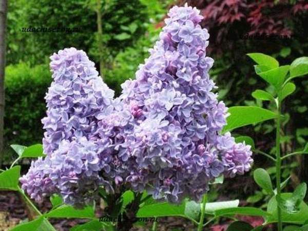 Сирень "КАПЕЙ ДИЭМ (Carpe Diem)"