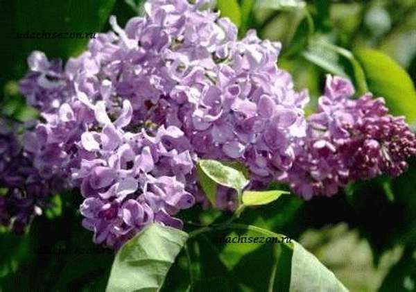 Сирень "КАПИТАН ГАСТЕЛЛО (Capitan Gastello)"