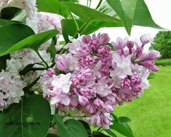 Сирень "КРАСАВИЦА МОСКВЫ (Beauty of Moscow)