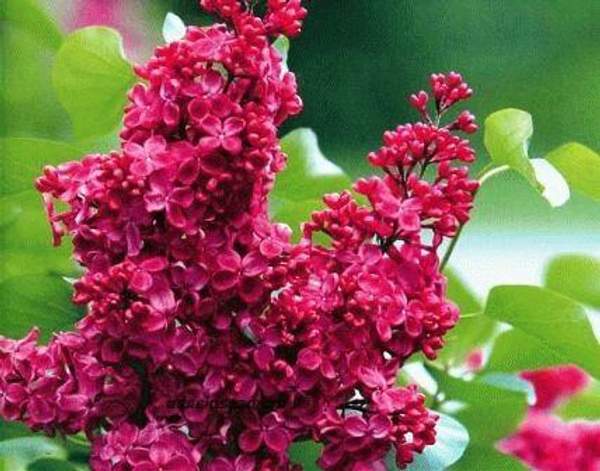 Сирень "КРАСНАЯ МОСКВА (Krasnaya Moskva)"