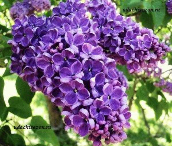 Сирень "ЛЕОНИД ЛЕОНОВ (Leonid Leonov)"