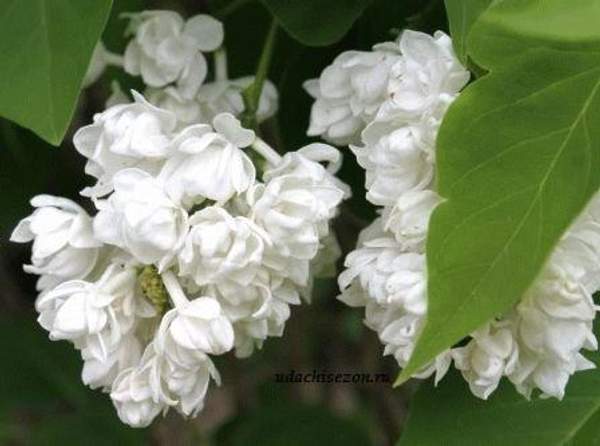 Сирень "ПАМЯТЬ О КОЛЕСНИКОВЕ (Pamyat o Kolesnikove)"