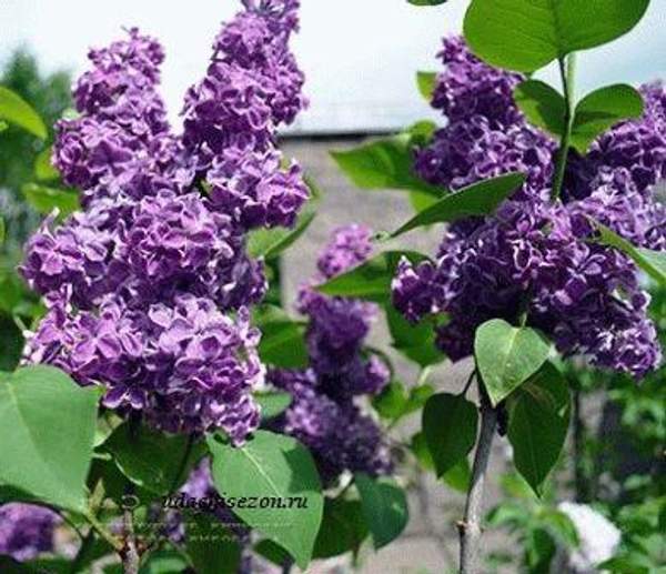 Сирень "ЖИЛЬБЕР (Gilbert) "