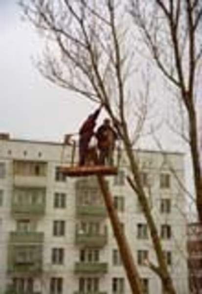 Снос, уборка, удаление, спил деревьев. Обрезание веток