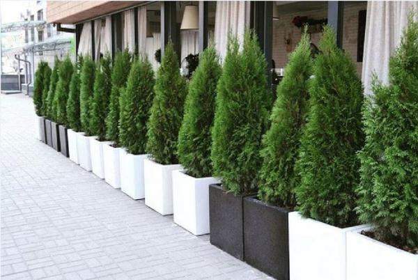 Создание композиций в вазонах, кашпо, контейнерах.