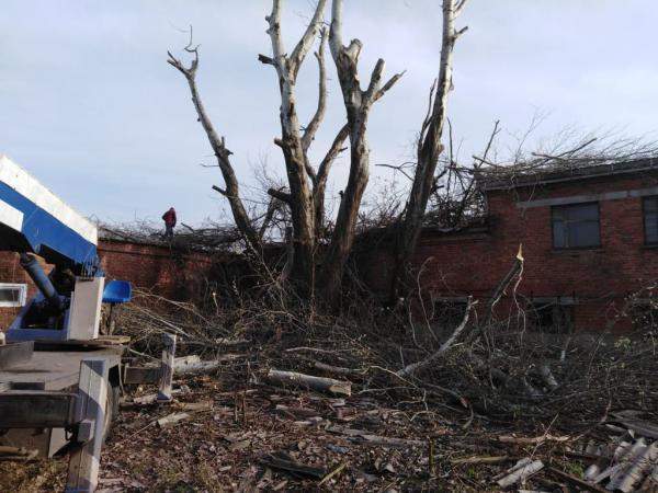 Спил деревьев