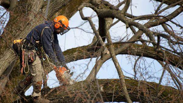Спил деревьев в Калининграде