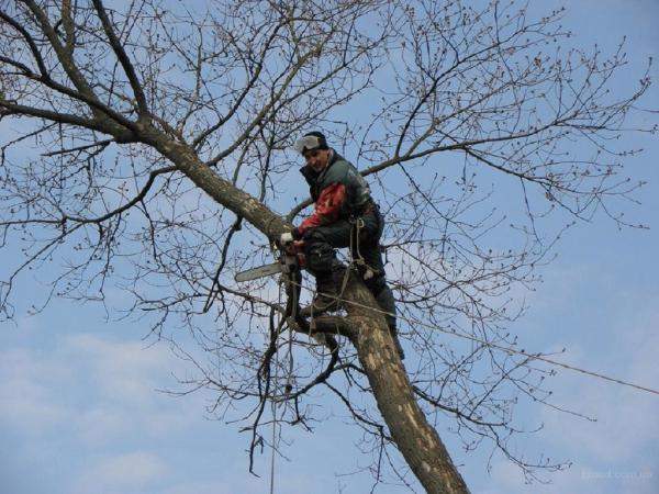 Спил деревьев в Правдинске