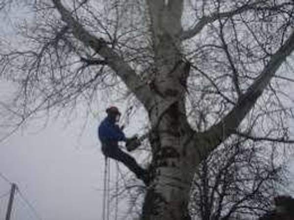 Спиливание и удаление деревьев.