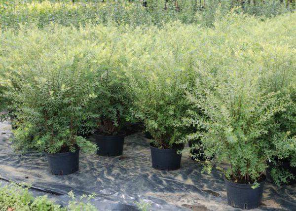 Спирея березолистная