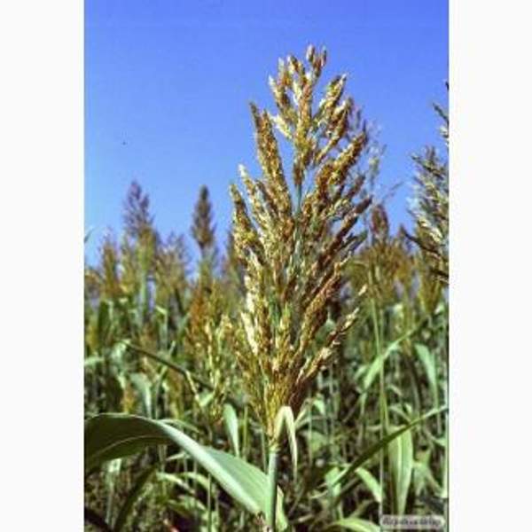 Суданская трава "Кинельская 100" (РС-1)