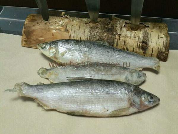 Сырок свежемороженый (р. Индигирка) ~ 500 гр.