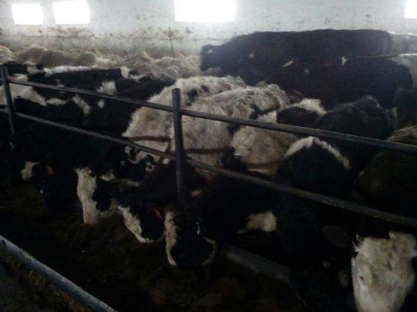 Телки черно пестрые 200-250 кг