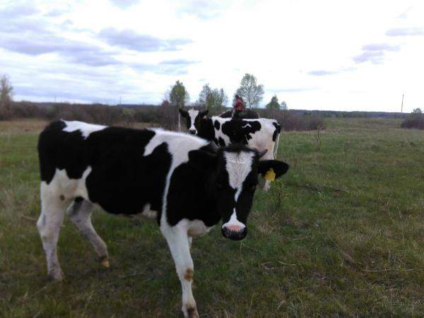 Телки и бычки черно-пестрой породы 150-250 кг