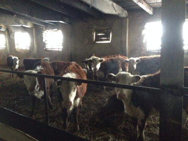 Телки казахской белоголовой 200-300 кг