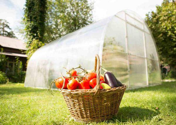 Теплицы из сотового поликарбоната Агро, Титан 4,6,8,10м. Доставка по всей области. огромный выбор теплиц арочной формы, домик, прямостенных, Надежный поликарбонат с защитой на выгорание.